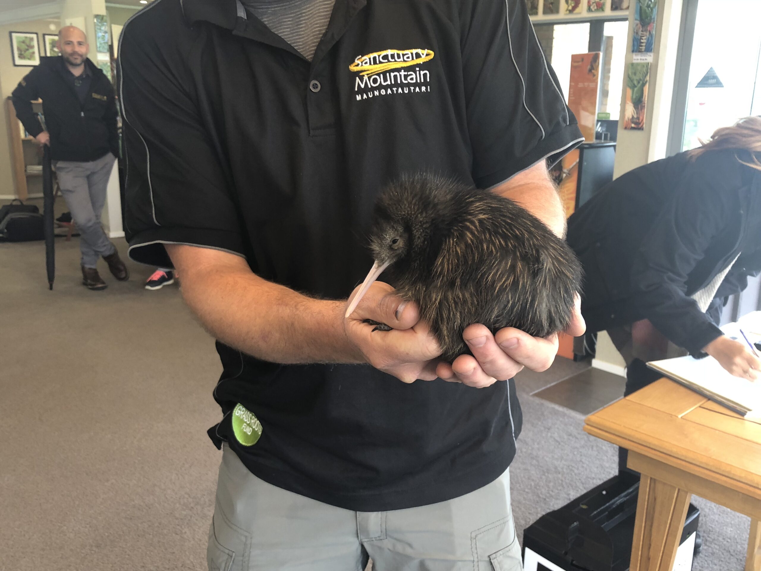Juvenile kiwi being held by Sanctuary Mountain staff.