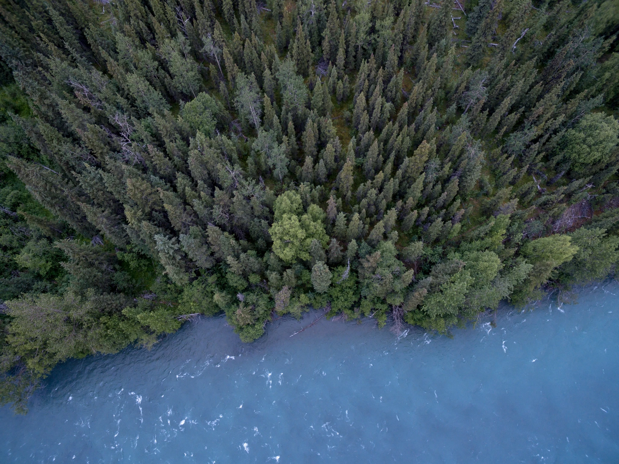 Landscape of trees and river from above.
