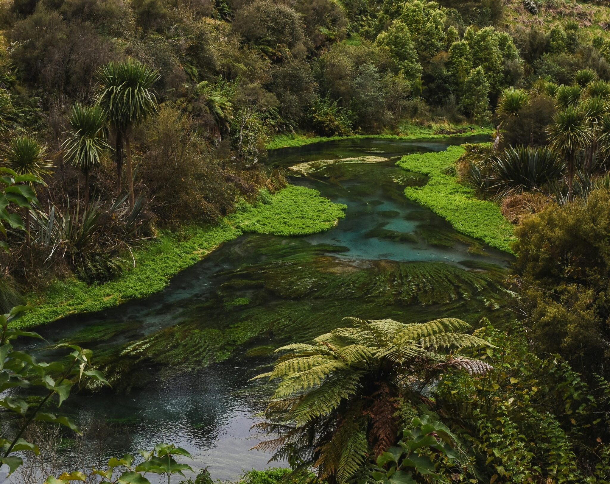 Te Waihou Walkway - Blue Spring outside Putaruru